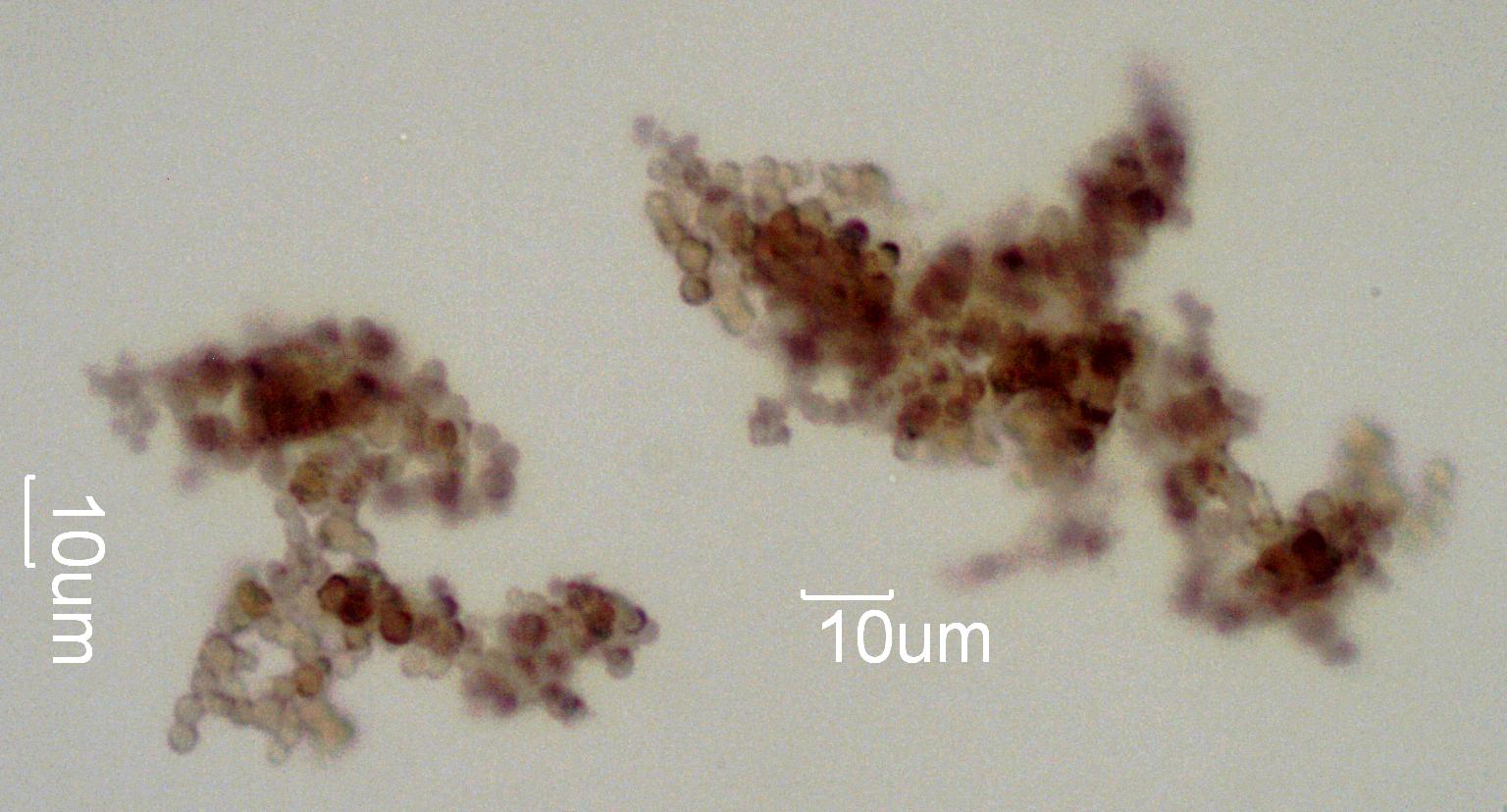 Sediment and Sludge